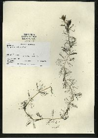 Myriophyllum sibiricum image