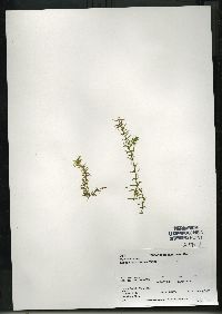 Elodea canadensis image