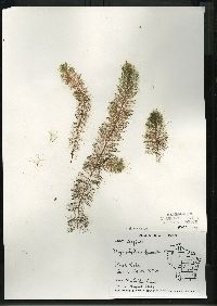 Myriophyllum farwellii image