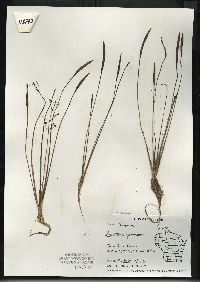 Sagittaria graminea subsp. graminea image