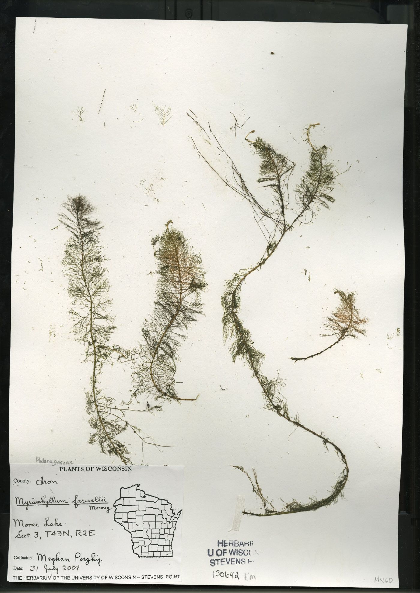 Myriophyllum farwellii image