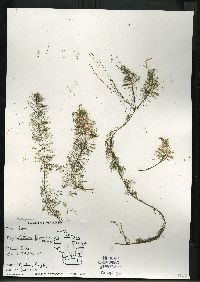 Myriophyllum farwellii image