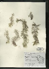 Myriophyllum farwellii image