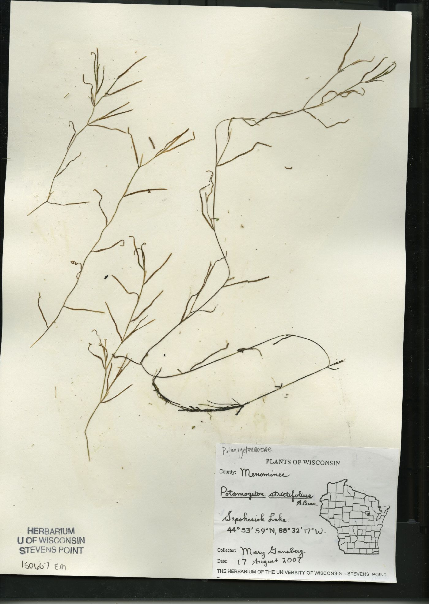 Potamogeton strictifolius image