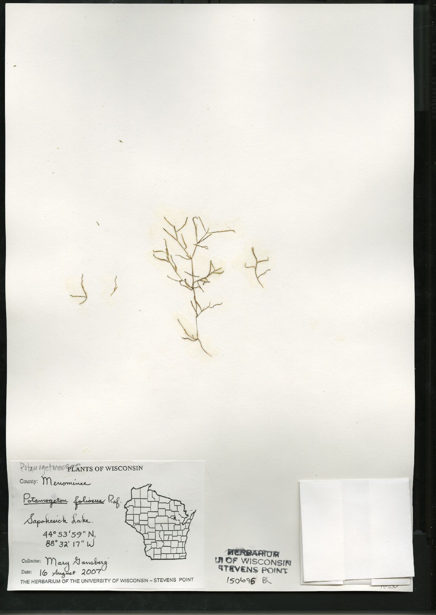 Potamogeton foliosus subsp. foliosus image