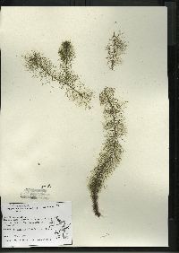 Myriophyllum farwellii image