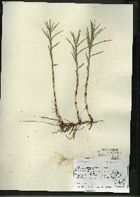 Dulichium arundinaceum var. arundinaceum image