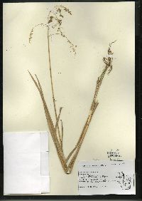 Glyceria canadensis image