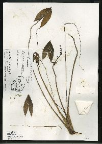 Sagittaria cuneata image