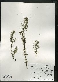 Myriophyllum farwellii image