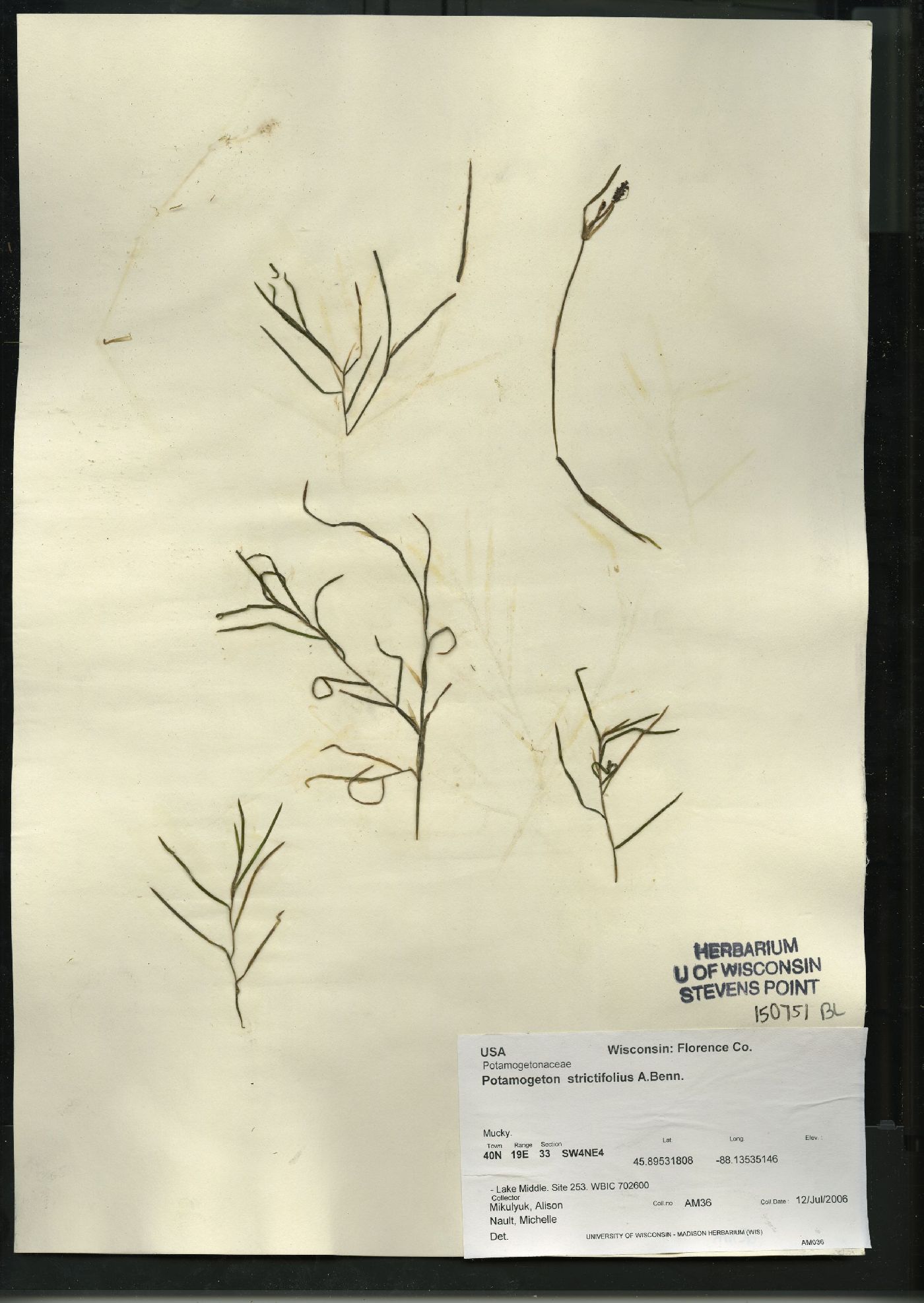 Potamogeton strictifolius image