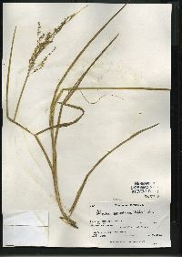 Glyceria canadensis image