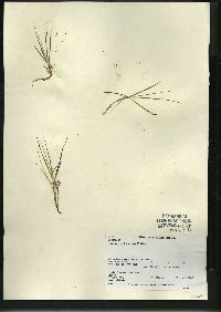 Juncus pelocarpus image