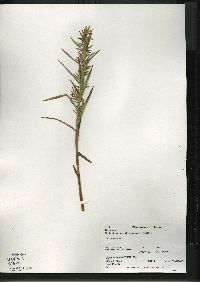 Dulichium arundinaceum var. arundinaceum image