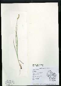 Carex bicknellii image