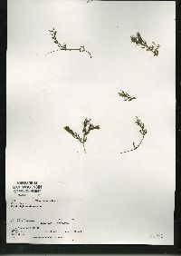 Ceratophyllum demersum image