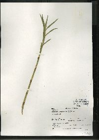 Dulichium arundinaceum var. arundinaceum image