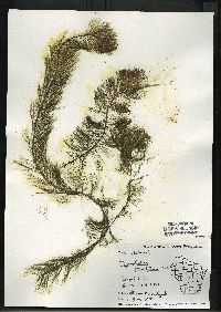 Myriophyllum heterophyllum image