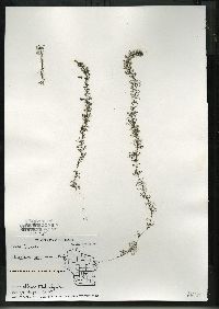 Utricularia geminiscapa image