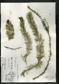 Myriophyllum farwellii image