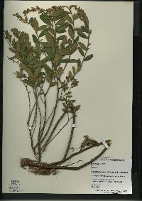 Chamaedaphne calyculata image