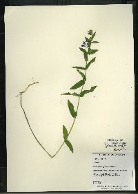 Scutellaria galericulata image