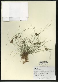 Cyperus diandrus image