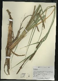 Carex lacustris image