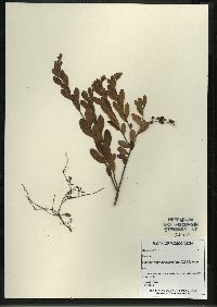 Chamaedaphne calyculata image