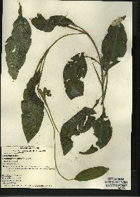 Potamogeton amplifolius image