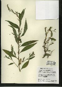 Persicaria hydropiper image