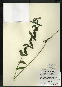 Scutellaria galericulata image