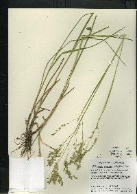 Glyceria canadensis image