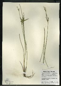 Juncus brevicaudatus image