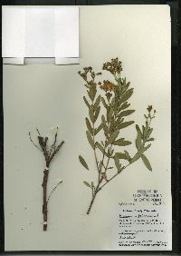 Hypericum kalmianum image