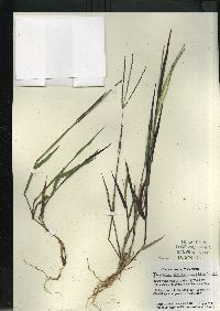 Digitaria ischaemum image