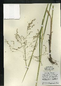 Glyceria canadensis image