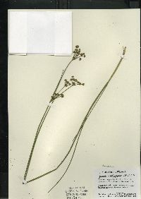 Juncus brachycephalus image