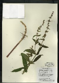 Stachys tenuifolia image