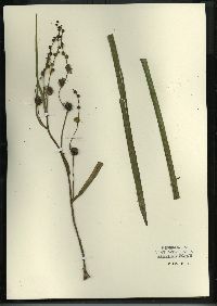 Sparganium eurycarpum image