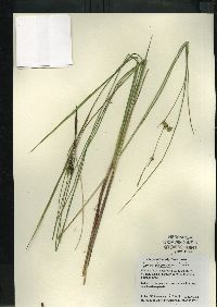 Carex oligosperma image