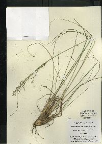 Sporobolus heterolepis image