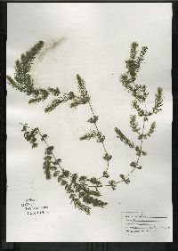 Ceratophyllum demersum image