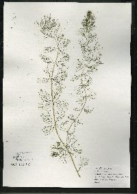 Myriophyllum sibiricum image