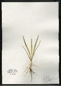 Sagittaria graminea subsp. graminea image