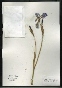 Iris versicolor image