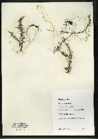 Elodea nuttallii image