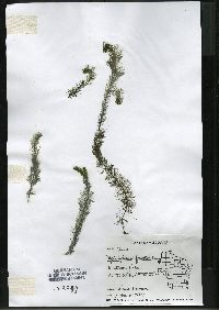 Myriophyllum farwellii image