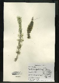 Myriophyllum farwellii image