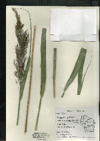 Phragmites australis var. americanus image